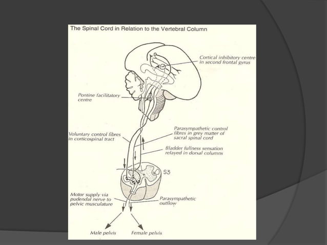 bladder and its dysfunction | PPTX