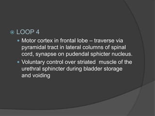    LOOP 4
     Motor cortex in frontal lobe – traverse via
      pyramidal tract in lateral columns of spinal
      cord, synapse on pudendal sphicter nucleus.
     Voluntary control over striated muscle of the
      urethral sphincter during bladder storage
      and voiding
 
