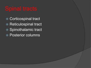 Spinal tracts
 Corticospinal tract
 Reticulospinal tract
 Spinothalamic tract
 Posterior columns
 