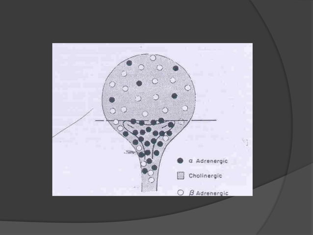 bladder and its dysfunction | PPTX