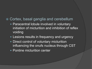    Cortex, basal ganglia and cerebellum
     Paracentral lobule involved in voluntary
      initiation of micturition and inhibition of reflex
      voiding
     Lesions results in frequency and urgency
     Direct control of voluntary micturition
      influencing the onufs nucleus through CST
     Pontine micturition center
 