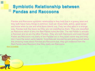Panda Vs Racoon Ines Pandas And Raccoons Final | PPTX