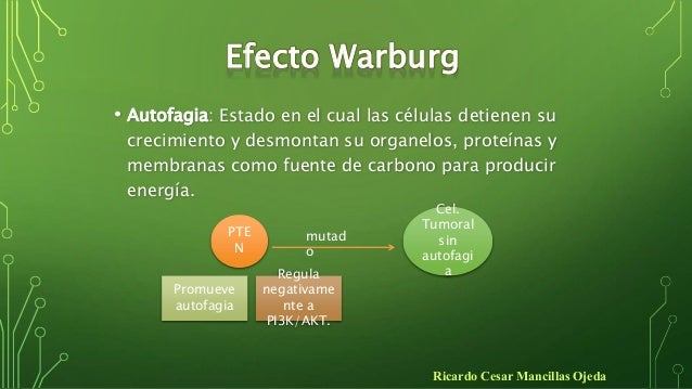 EFECTO DE WARBURG EBOOK EFECTO DE WARBURG EBOOK