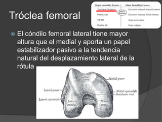 Tróclea femoral 
 El cóndilo femoral lateral tiene mayor 
altura que el medial y aporta un papel 
estabilizador pasivo a la tendencia 
natural del desplazamiento lateral de la 
rótula 
 