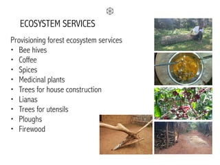 Provisioning forest ecosystem services
• Bee hives
• Coffee
• Spices
• Medicinal plants
• Trees for house construction
• Lianas
• Trees for utensils
• Ploughs
• Firewood
ECOSYSTEM SERVICES
 