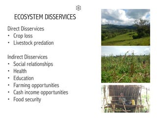 ECOSYSTEM DISSERVICES
Direct Disservices
• Crop loss
• Livestock predation
Indirect Disservices
• Social relationships
• Health
• Education
• Farming opportunities
• Cash income opportunities
• Food security
 