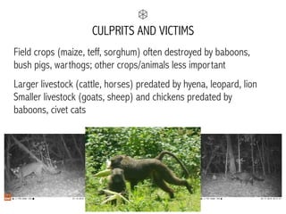 CULPRITS AND VICTIMS
Field crops (maize, teff, sorghum) often destroyed by baboons,
bush pigs, warthogs; other crops/animals less important
Larger livestock (cattle, horses) predated by hyena, leopard, lion
Smaller livestock (goats, sheep) and chickens predated by
baboons, civet cats
 