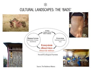 CULTURAL LANDSCAPES: THE ‘BADS’
Source: The Resilience Alliance
Ecosystem
disservices
Direct & indirect
 