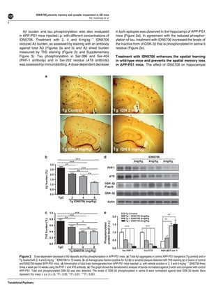 IDN5706 prevents memory and synaptic impairment in AD mice
                                                                     NC Inestrosa et al
4

             Ab burden and tau phosphorylation was also evaluated                                    in both epitopes was observed in the hippocampi of APP-PS1
          in APP-PS1 mice injected i.p. with different concentrations of                             mice (Figure 2d). In agreement with the reduced phosphor-
          IDN5706. Treatment with 2, 4 and 6 mg kgÀ1 IDN5706                                         ylation of tau, treatment with IDN5706 increased the levels of
          reduced Ab burden, as assessed by staining with an antibody                                the inactive form of GSK-3b that is phosphorylated in serine 9
          against total Ab (Figures 2a and b) and Ab sheet burden                                    residue (Figure 2e).
          measured by ThS staining (Figure 2c and Supplementary
          Figure 3). Tau phosphorylation in Ser-396 and Ser-404                                      Treatment with IDN5706 enhances the spatial learning
          (PHF-1 antibody) and in Ser-202 residue (AT8 antibody)                                     in wild-type mice and prevents the spatial memory loss
          was assessed by immunoblotting. A dose-dependent decrease                                  in APP-PS1 mice. The effect of IDN5706 on hippocampal




          Figure 2 Dose-dependent decrease of Ab deposits and tau phosphorylation in APP-PS1 mice. (a) Total Ab aggregates in control APP-PS1 trangenics (Tg control) and in
          Tg treated with 2, 4 and 6 mg kgÀ1 IDN5706 for 10 weeks. (b, c) Average area fraction positive for Ab (b) or amyloid plaques detected with ThS staining (c) in brains of control
          and IDN5706-treated APP-PS1 mice. (d) Immunoblot of total brain homogenates from APP-PS1 mice injected i.p. with vehicle solution or 2, 4 and 6 mg kgÀ1 IDN5706 three
          times a week per 10 weeks using the PHF-1 and AT8 antibody. (e) The graph shows the densitometric analysis of bands normalized against b-actin and compared with control
          APP-PS1. Total and phosphorylated GSK-3b was also detected. The levels of GSK-3b phosphorylated in serine 9 were normalized against total GSK-3b levels. Bars
          represent the mean±s.e (nX3). *Po0.05; **Po0.01; ***Po0.001.

Translational Psychiatry
 