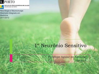 Neurologia e Neurocirurgia
Mestrado Integrado em
Medicina
2011/2012

1º Neurónio Sensitivo
Penélope Aguiar de Almeida,
turma 6

 