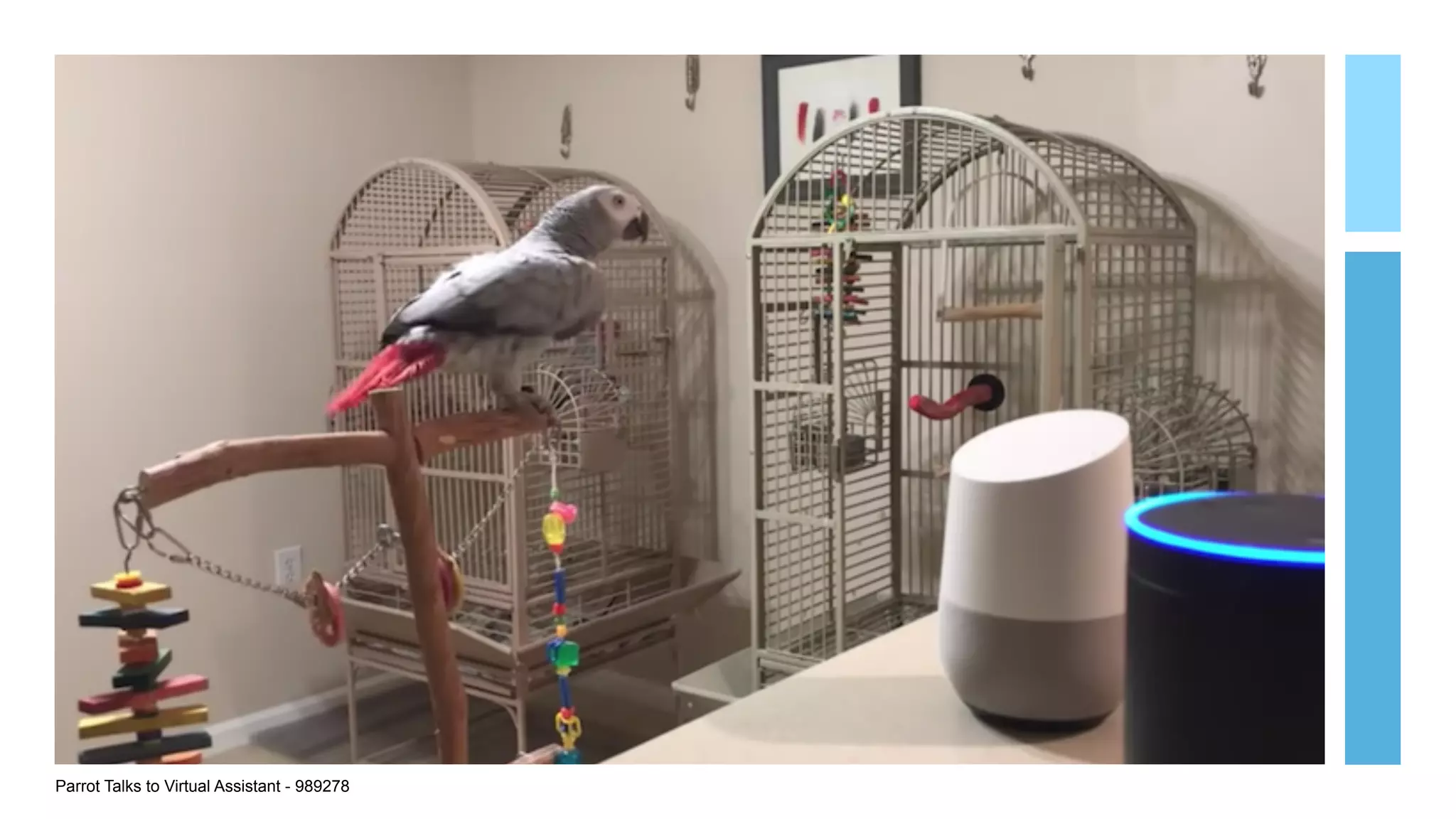 Parrot Talks to Virtual Assistant - 989278
 