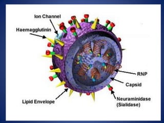 H1N1