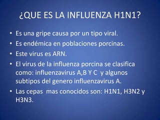 ¿QUE ES LA INFLUENZA H1N1?
• Es una gripe causa por un tipo viral.
• Es endémica en poblaciones porcinas.
• Este virus es ARN.
• El virus de la influenza porcina se clasifica
  como: influenzavirus A,B Y C y algunos
  subtipos del genero influenzavirus A.
• Las cepas mas conocidos son: H1N1, H3N2 y
  H3N3.
 