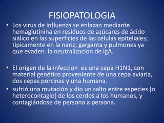 FISIOPATOLOGIA
• Los virus de influenza se enlazan mediante
  hemaglutinina en residuos de azúcares de ácido
  siálico en las superficies de las células epiteliales;
  típicamente en la nariz, garganta y pulmones ya
  que evaden la neutralizacion de igA.

• El origen de la infeccion es una cepa H1N1, con
  material genético proveniente de una cepa aviaria,
  dos cepas porcinas y una humana.
• sufrió una mutación y dio un salto entre especies (o
  heterocontagio) de los cerdos a los humanos, y
  contagiándose de persona a persona.
 