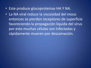 • Este produce glucoproteinas HA Y NA.
• La NA viral reduce la viscosidad del moco
  entonces se pierden receptores de superficie
  favoreciendo la propagación liquida del virus
  por esto muchas células son infectadas y
  rápidamente mueren por descamación.
 