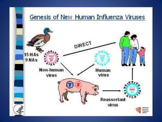 H1N1