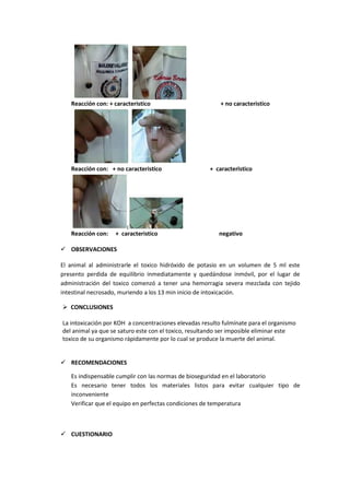 Reacción con: + caracteristico

Reacción con: + no caracteristico

Reacción con:

+ caracteristico

+ no caracteristico

+ caracteristico

negativo

 OBSERVACIONES
El animal al administrarle el toxico hidróxido de potasio en un volumen de 5 ml este
presento perdida de equilibrio inmediatamente y quedándose inmóvil, por el lugar de
administración del toxico comenzó a tener una hemorragia severa mezclada con tejido
intestinal necrosado, muriendo a los 13 min inicio de intoxicación.
 CONCLUSIONES
La intoxicación por KOH a concentraciones elevadas resulto fulmínate para el organismo
del animal ya que se saturo este con el toxico, resultando ser imposible eliminar este
toxico de su organismo rápidamente por lo cual se produce la muerte del animal.

 RECOMENDACIONES
Es indispensable cumplir con las normas de bioseguridad en el laboratorio
Es necesario tener todos los materiales listos para evitar cualquier tipo de
inconveniente
Verificar que el equipo en perfectas condiciones de temperatura

 CUESTIONARIO

 