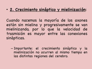 •  2. Crecimiento sináptico y mielinización:



Cuando nacemos la mayoría de los axones
están sin mielina y progresivamente se van
mielinizando, por lo que la velocidad de
trasmisión es mayor entre las conexiones
sinápticas. 

– Importante: el crecimiento sináptico y la
mielinización no ocurren al mismo tiempo en
las distintas regiones del cerebro. 

 