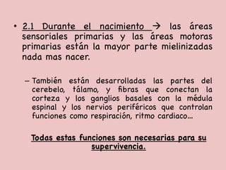 •  2.1 Durante el nacimiento à las áreas
sensoriales primarias y las áreas motoras
primarias están la mayor parte mielinizadas
nada mas nacer. 



–  También están desarrolladas las partes del
cerebelo, tálamo, y ﬁbras que conectan la
corteza y los ganglios basales con la médula
espinal y los nervios periféricos que controlan
funciones como respiración, ritmo cardiaco…

Todas estas funciones son necesarias para su
supervivencia. 

 