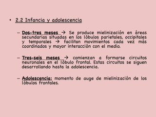 •  2.2 Infancia y adolescencia 



–  Dos-tres meses à Se produce mielinización en áreas
secundarias situadas en los lóbulos parietales, occipitales
y temporales à facilitan movimientos cada vez más
coordinados y mayor interacción con el medio. 



–  Tres-seis meses à comienzan a formarse circuitos
neuronales en el lóbulo frontal. Estas circuitos se siguen
desarrollando hasta la adolescencia. 

–  Adolescencia: momento de auge de mielinización de los
lóbulos frontales. 

 