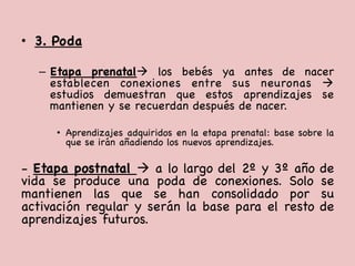 •  3. Poda



–  Etapa prenatalà los bebés ya antes de nacer
establecen conexiones entre sus neuronas à
estudios demuestran que estos aprendizajes se
mantienen y se recuerdan después de nacer.



•  Aprendizajes adquiridos en la etapa prenatal: base sobre la
que se irán añadiendo los nuevos aprendizajes. 

- Etapa postnatal à a lo largo del 2º y 3º año de
vida se produce una poda de conexiones. Solo se
mantienen las que se han consolidado por su
activación regular y serán la base para el resto de
aprendizajes futuros. 

 