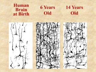 Human
Brain
at Birth
6 Years
Old
14 Years
Old
 