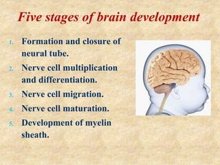 Five stages of brain development
1. Formation and closure of
neural tube.
2. Nerve cell multiplication
and differentiation.
3. Nerve cell migration.
4. Nerve cell maturation.
5. Development of myelin
sheath.
 