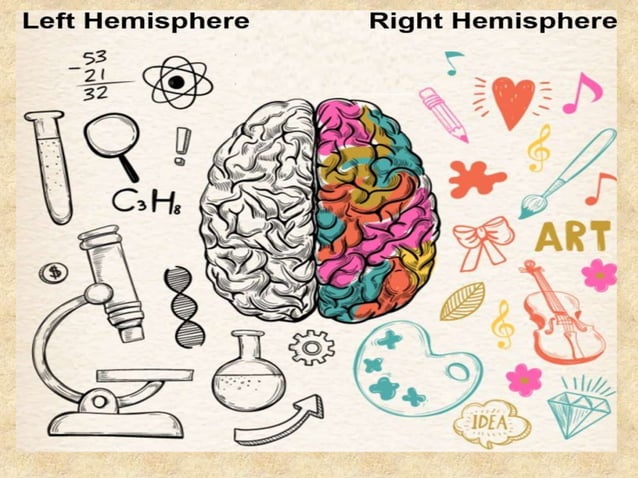 Infant brain development | PPT | Brain and Nervous System Disorders ...
