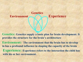 Infant brain development | PPT