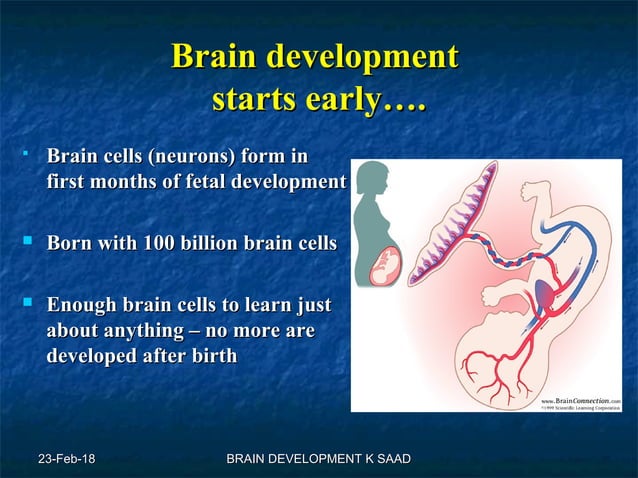 Infant brain development | PPT | Brain and Nervous System Disorders ...