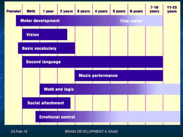 Infant brain development | PPT | Brain and Nervous System Disorders ...