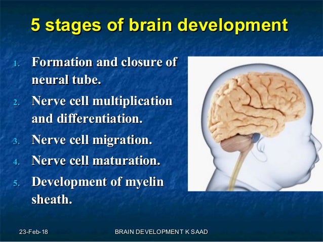 infant brain development development of the brain