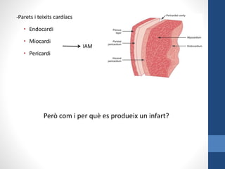 -Parets i teixits cardíacs
• Endocardi
• Miocardi
• Pericardi
IAM
Però com i per què es produeix un infart?
 