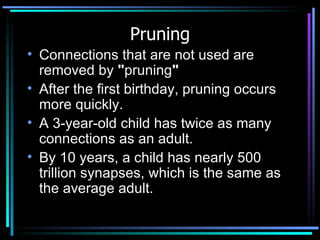 Pruning Connections that are not used are removed by  " pruning "   After the first birthday, pruning occurs more quickly.  A 3-year-old child has twice as many connections as an adult.    By 10 years, a child has nearly 500 trillion synapses, which is the same as the average adult.  
