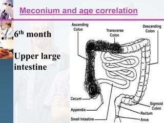 Meconium and age correlation
6th month
Upper large
intestine
 