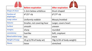 Before respiration After respiration
Shape of chest 1-2cm below umbilicus Drum shaped
Position of
diaphragm
4th/5th rib 6th/7th rib
Lungs colour Uniformly reddish Mosaic/mottled
Volume Smaller, not covering hear Larger, covers heart
Surface smooth uneven
margins sharp rounded
consistency liverlike Soft, crepitant
Blood within lungs less more
Weight of lungs 35 g (1/70 of body wt) 70g (1/35 of body weight)
Pleura loose stretched
 