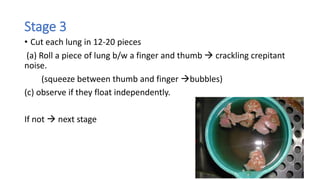 Stage 3
• Cut each lung in 12-20 pieces
(a) Roll a piece of lung b/w a finger and thumb  crackling crepitant
noise.
(squeeze between thumb and finger bubbles)
(c) observe if they float independently.
If not  next stage
 