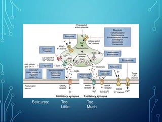Too
Much
Too
Little
Seizures:
 