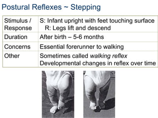 infant reflexes.ppt neuro rehabilitation | PPT