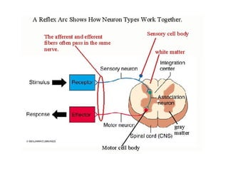 infant reflexes.ppt neuro rehabilitation | PPT