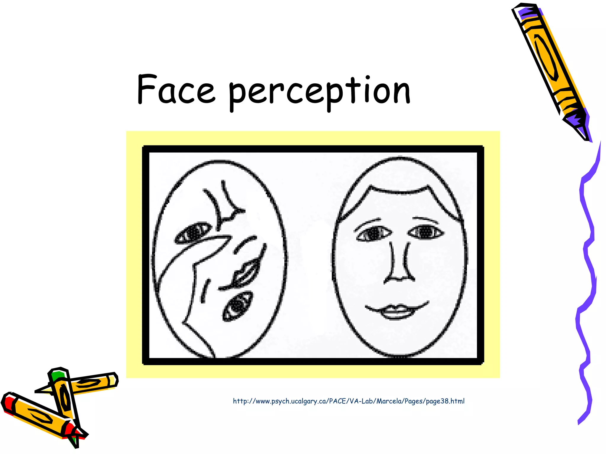 Face perception http://www.psych.ucalgary.ca/PACE/VA-Lab/Marcela/Pages/page38.html 