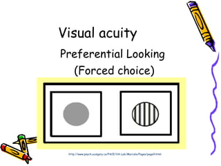 Preferential Looking Test Examples Infant's vision | PPT