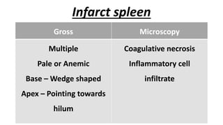 Infarct spleen
Gross Microscopy
Multiple
Pale or Anemic
Base – Wedge shaped
Apex – Pointing towards
hilum
Coagulative necrosis
Inflammatory cell
infiltrate
 