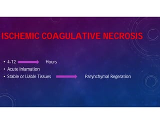 • 4-12 Hours
• Acute Inlamation
• Stable or Liable Tissues Parynchymal Regeration
ISCHEMIC COAGULATIVE NECROSIS
 