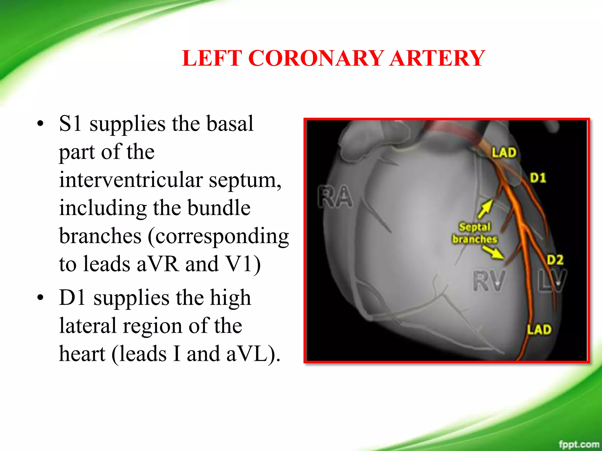• S1 supplies the basal
part of the
interventricular septum,
including the bundle
branches (corresponding
to leads aVR and V1)
• D1 supplies the high
lateral region of the
heart (leads I and aVL).
LEFT CORONARY ARTERY
 