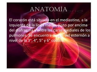 AnAtomíA
• El corazón está situado en el mediastino, a la
  izquierda de la línea media, justo por encima
  del diafragma ...