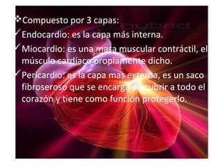Compuesto por 3 capas:
Endocardio: es la capa más interna.
Miocardio: es una masa muscular contráctil, el
 músculo card...