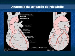 Anatomia da Irrigação do Miocárdio 