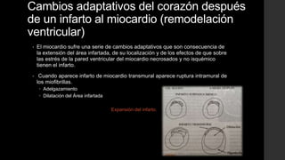 Cambios adaptativos del corazón después
de un infarto al miocardio (remodelación
ventricular)
• El miocardio sufre una serie de cambios adaptativos que son consecuencia de
la extensión del área infartada, de su localización y de los efectos de que sobre
las estrés de la pared ventricular del miocardio necrosados y no isquémico
tienen el infarto.
• Cuando aparece infarto de miocardio transmural aparece ruptura intramural de
los miofibrillas.
 Adelgazamiento
 Dilatación del Área infartada
Expansión del infarto.
 
