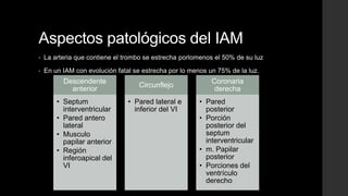 Aspectos patológicos del IAM
• La arteria que contiene el trombo se estrecha porlomenos el 50% de su luz
• En un IAM con evolución fatal se estrecha por lo menos un 75% de la luz.
Descendente
anterior
• Septum
interventricular
• Pared antero
lateral
• Musculo
papilar anterior
• Región
inferoapical del
VI
Circunflejo
• Pared lateral e
inferior del VI
Coronaria
derecha
• Pared
posterior
• Porción
posterior del
septum
interventricular
• m. Papilar
posterior
• Porciones del
ventrículo
derecho
 